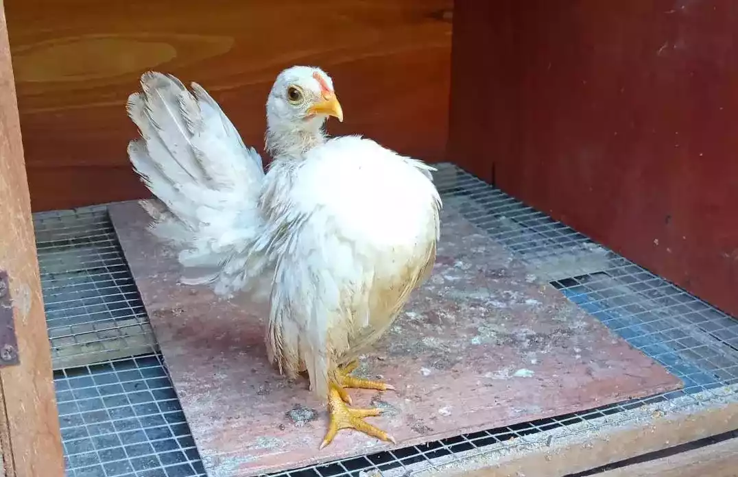 Ayam Serama