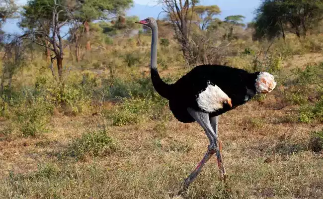 Burung Unta