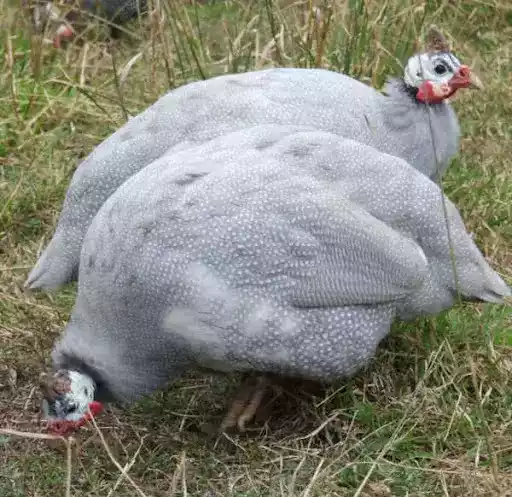 Ayam Lavender Guinea Fowl