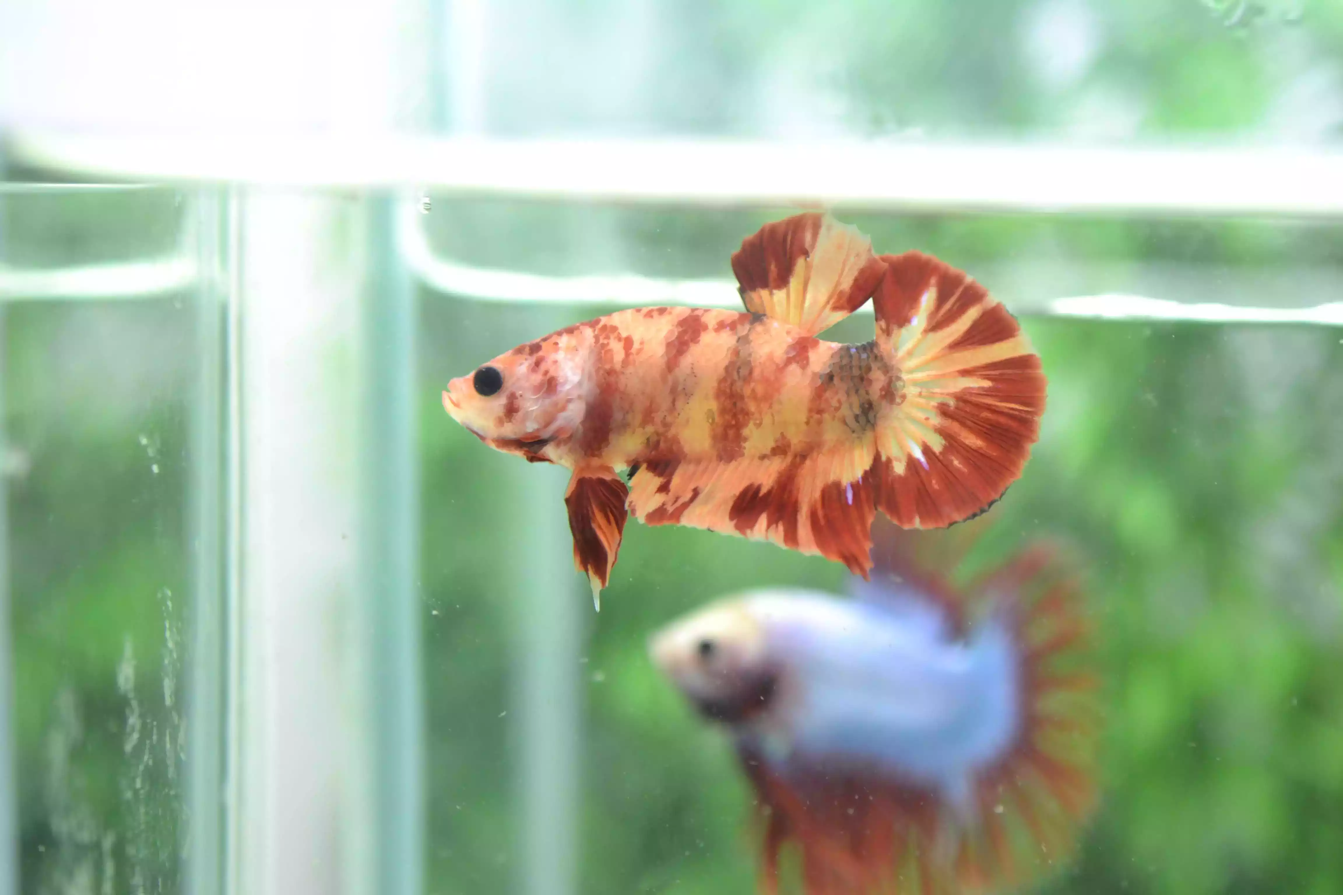 Ikan Cupang Nemo