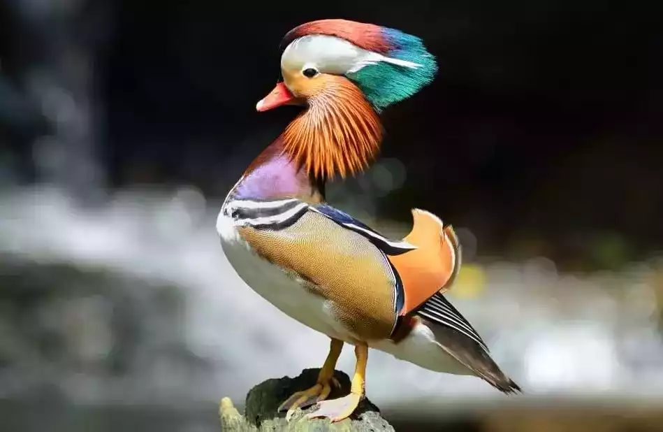 Bebek Mandarin