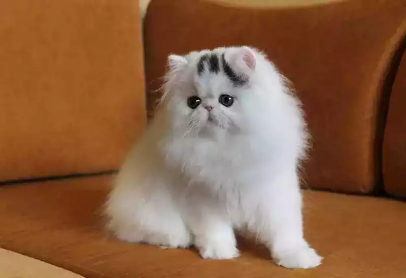 Kucing Persia Peaknose