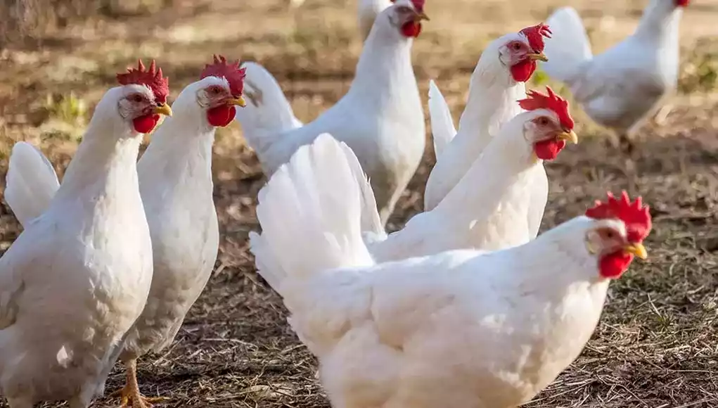 Ayam White Leghorn