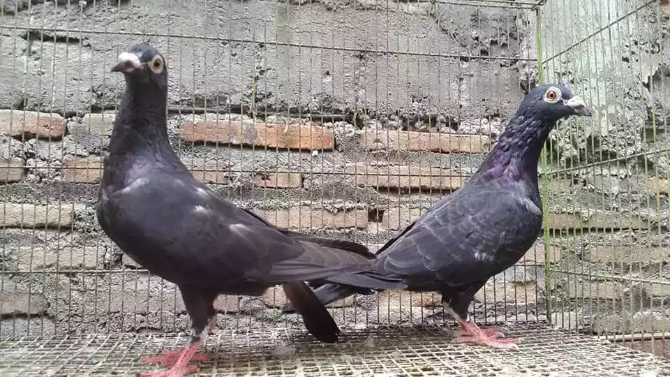 Burung Merpati Wina
