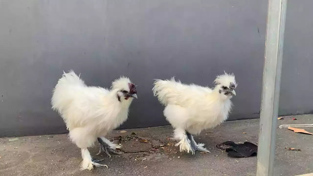 Ayam Kapas