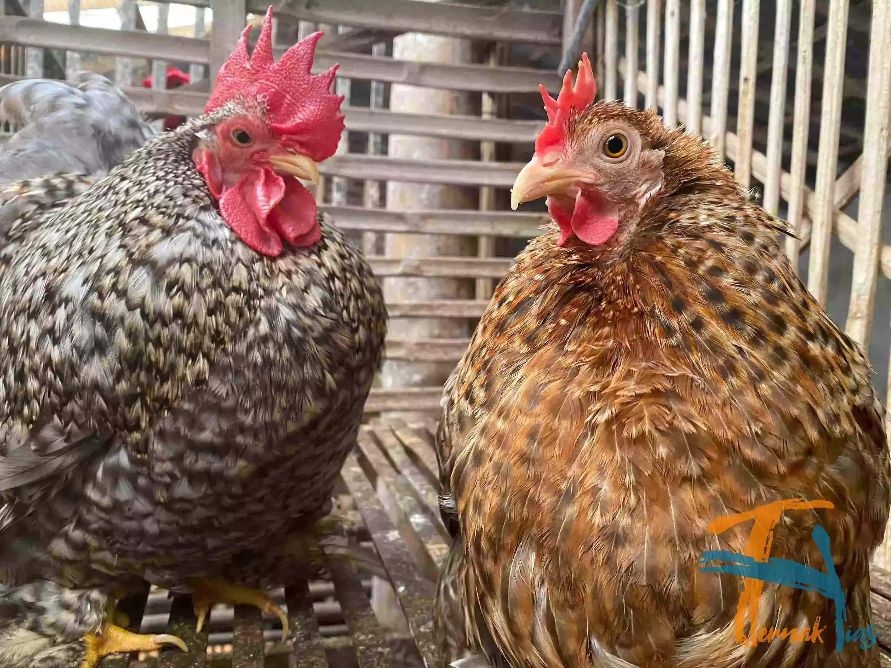 Ayam Cochin