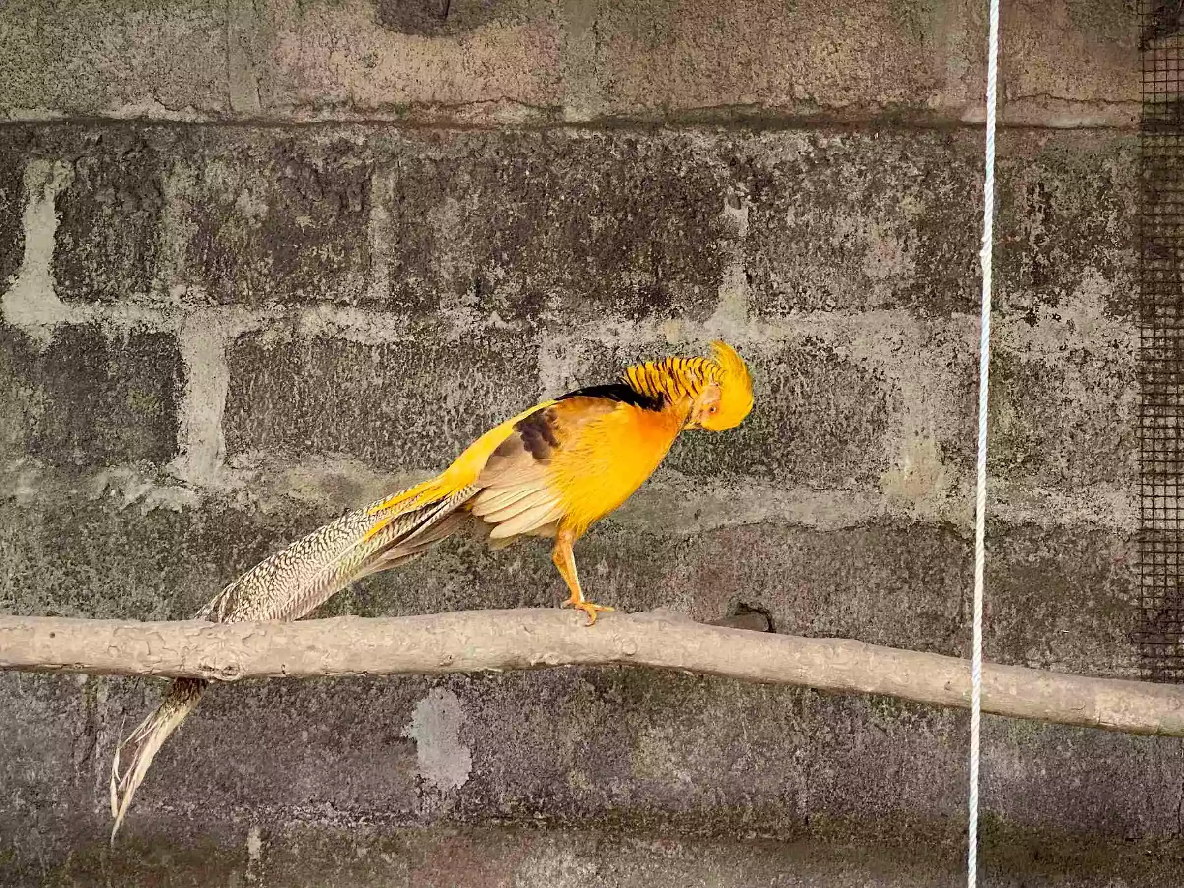 Ayam Yellow Pheasant