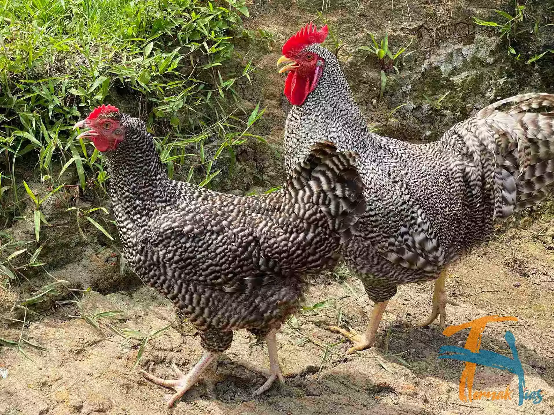 Ayam Plymouth Rock