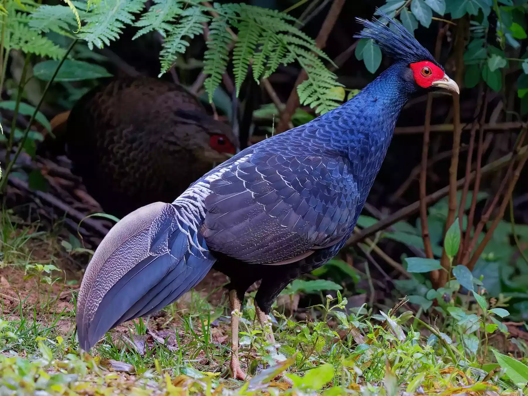 Ayam Khalij Pheasant