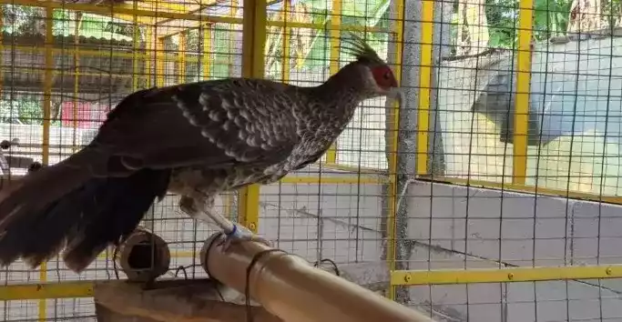 Khalij Pheasant