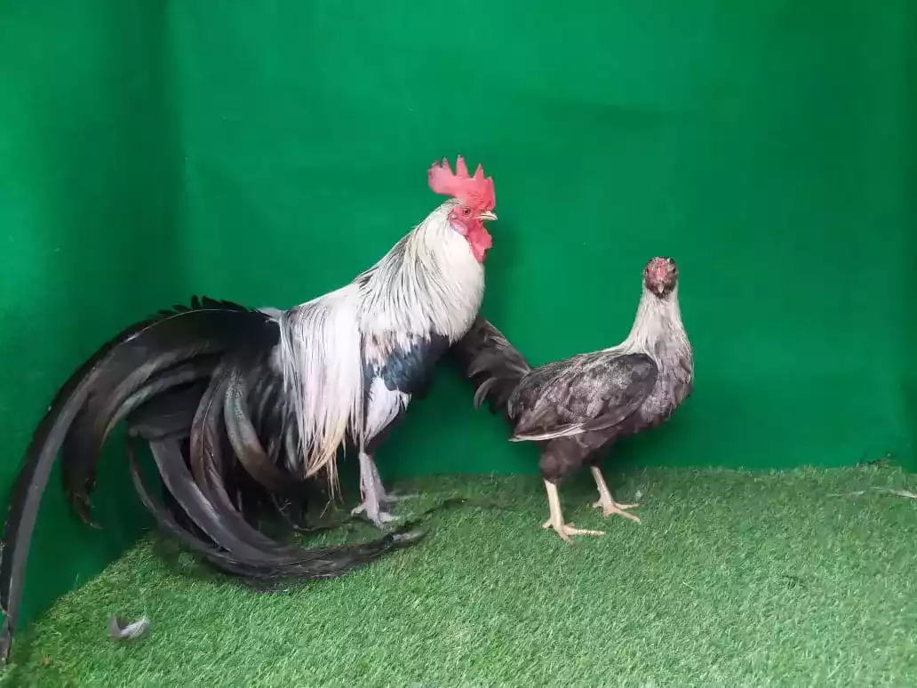 Ayam Phoenix