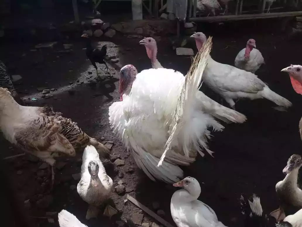 Kalkun White Holland