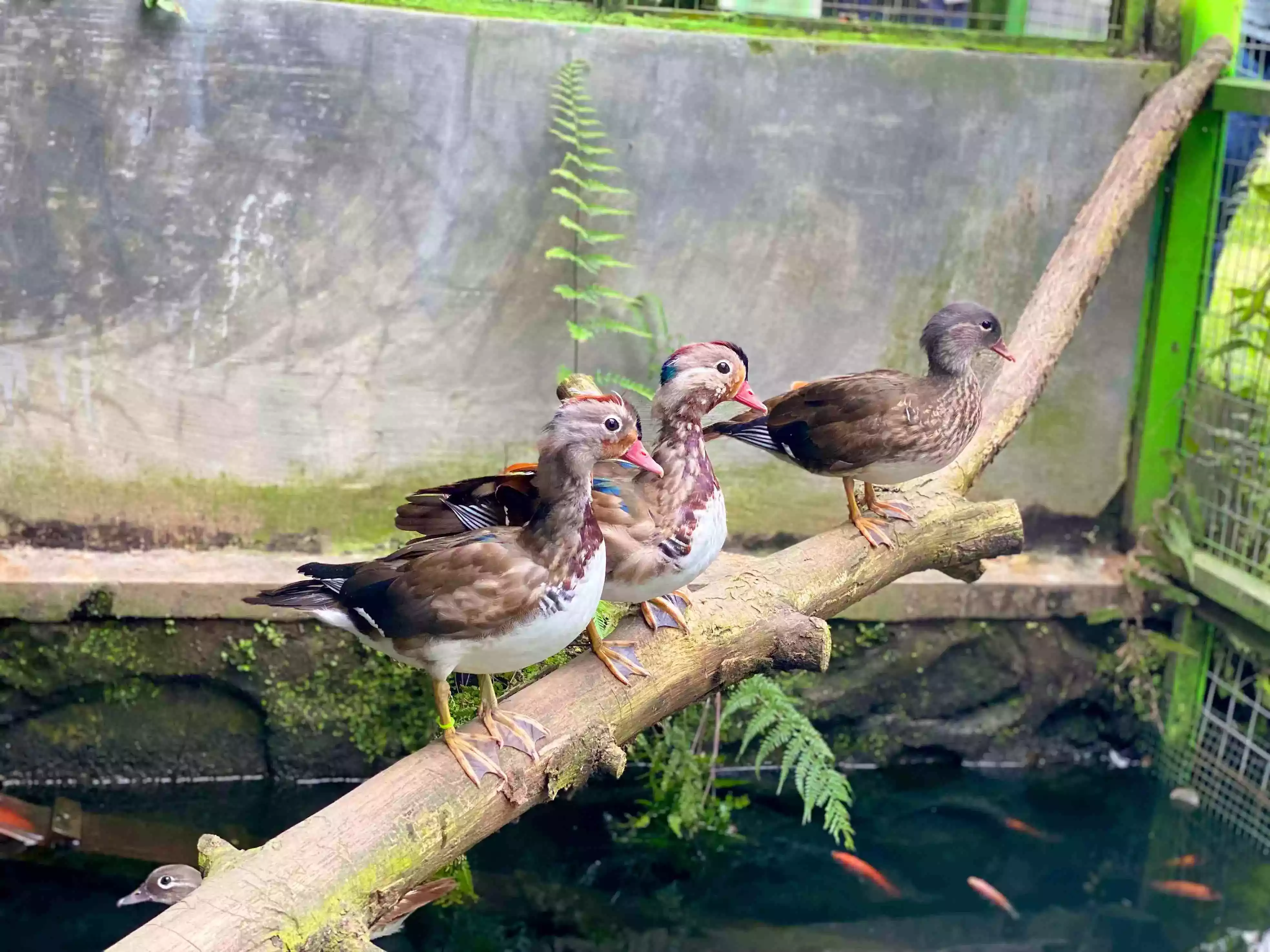 Bebek Mandarin