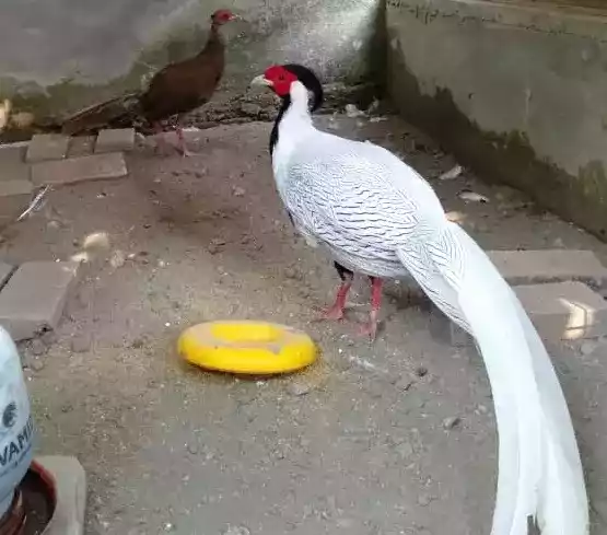 Silver Pheasant