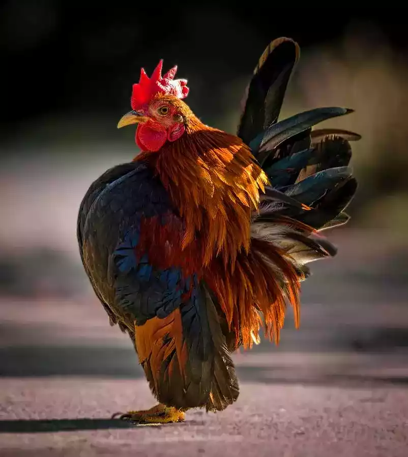 Ayam Serama