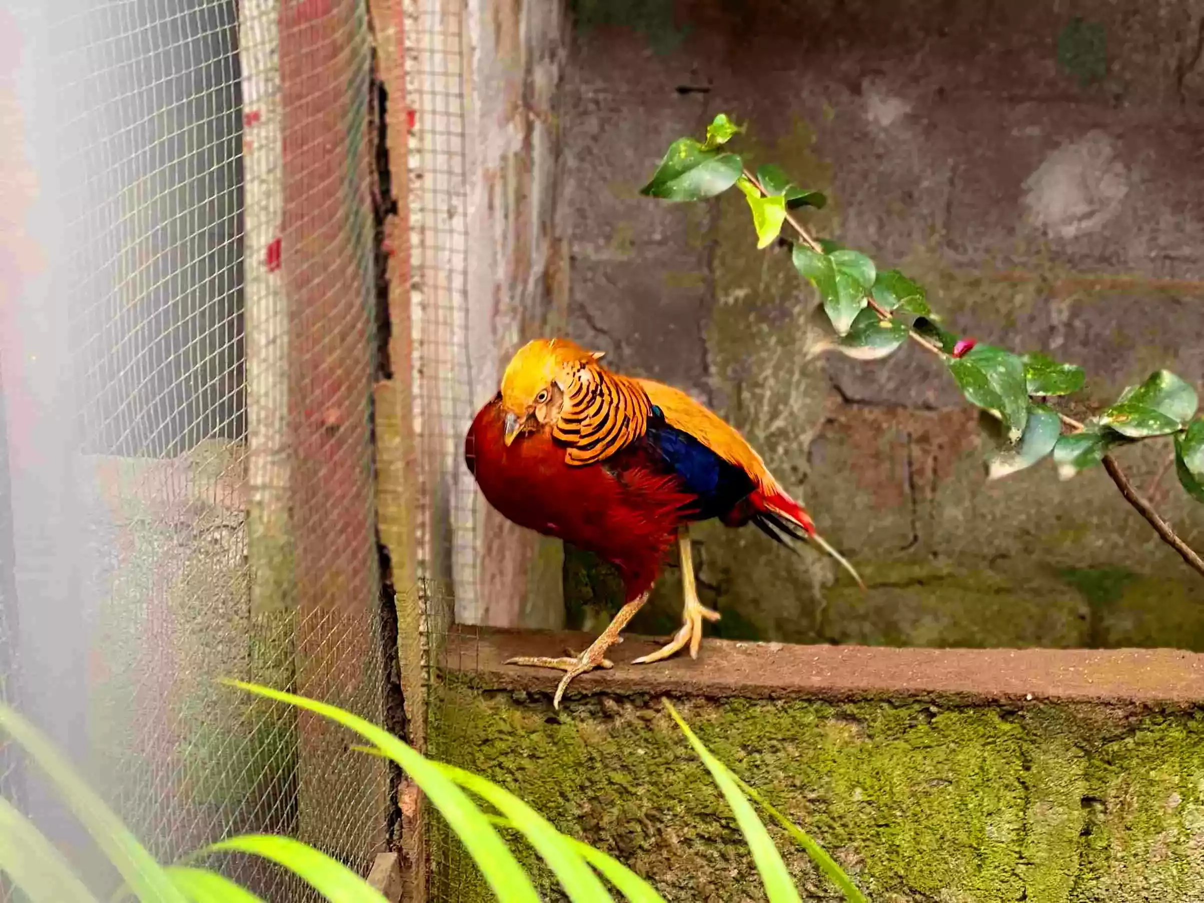 Ayam Golden Pheasant