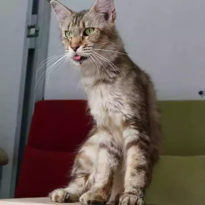 Kucing Maine Coon