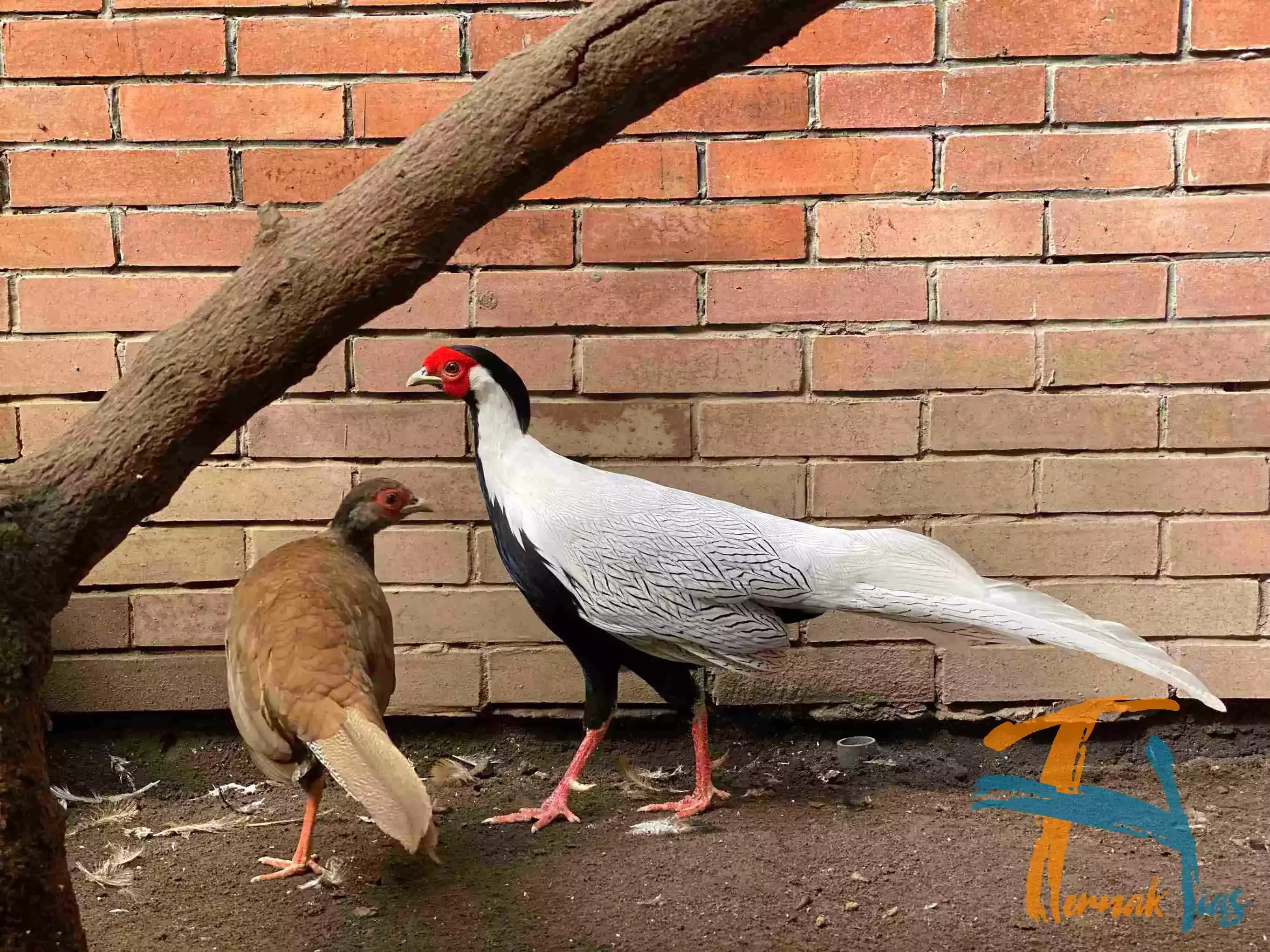 Silver Pheasant