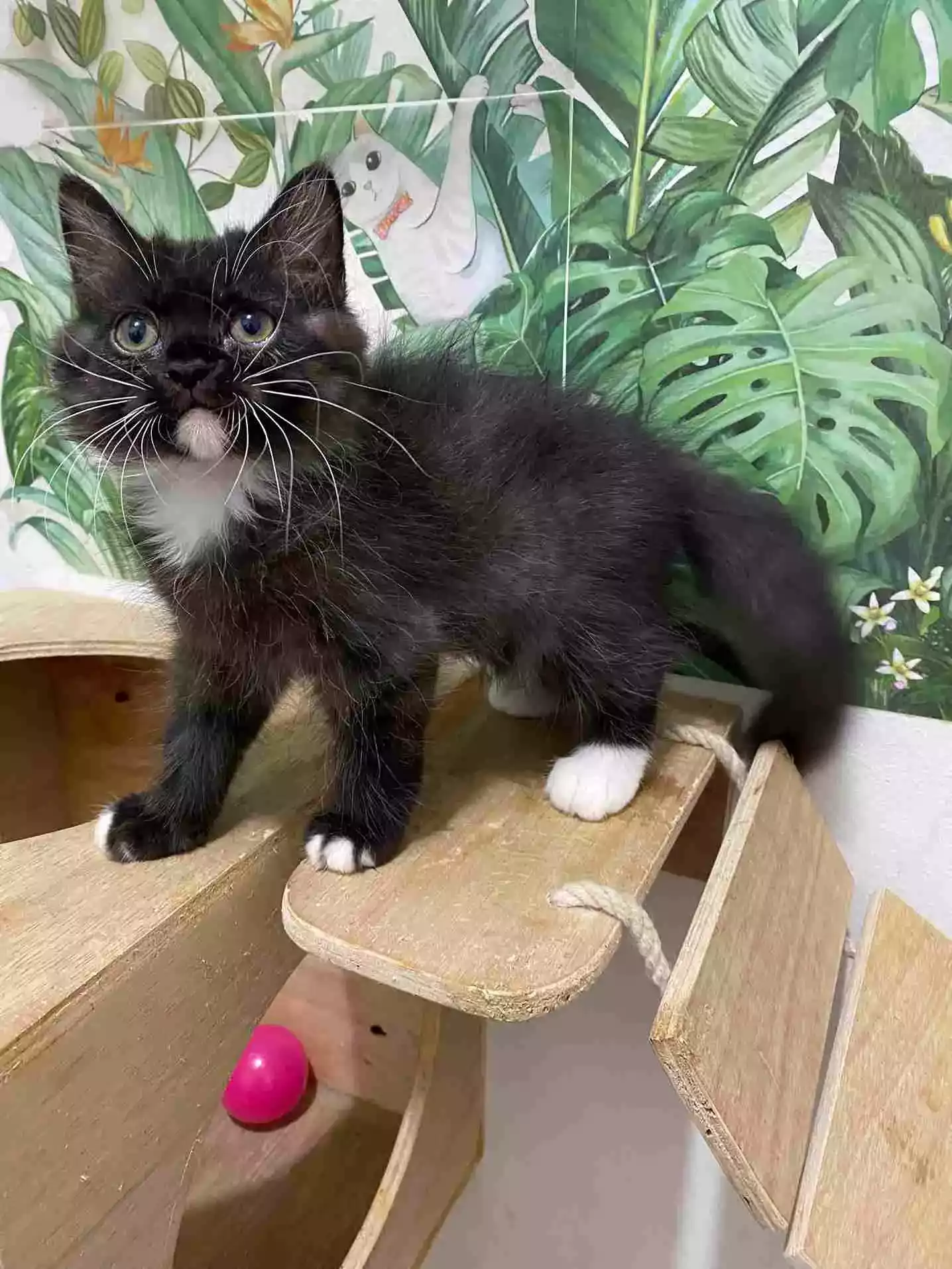 Kucing Persia Hitam Putih Bersih Bulu Lebat Lincah