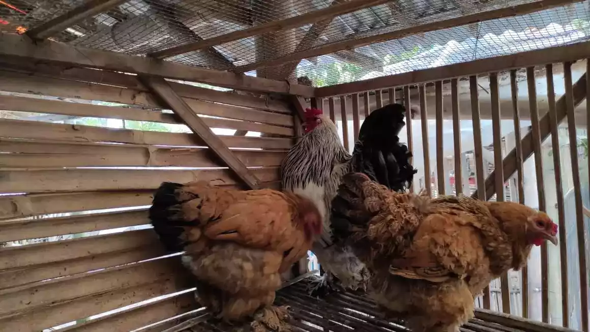 Ayam Brahma