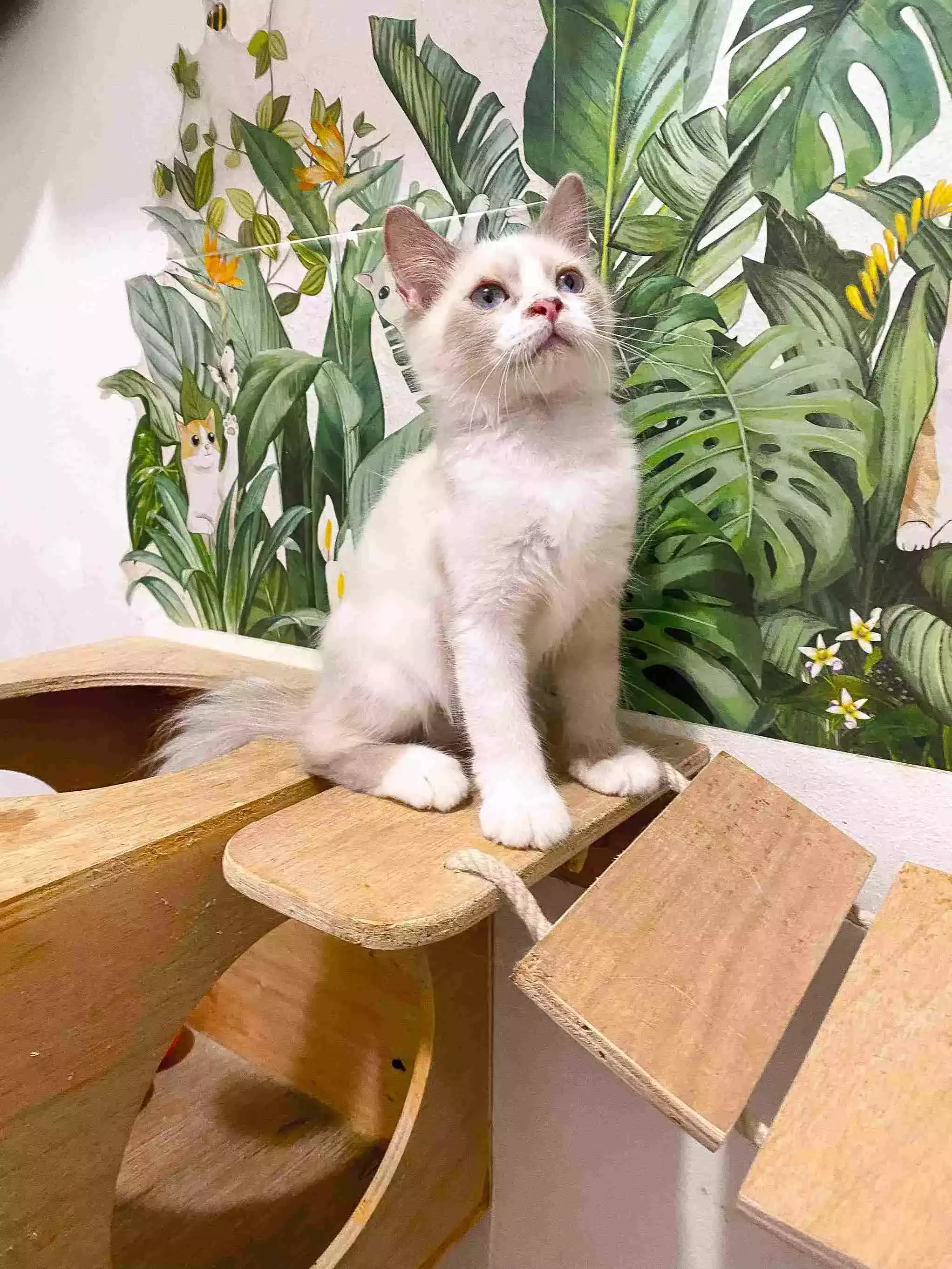 Kucing Himalaya Red Point Aktif Sehat Bulu Lebat