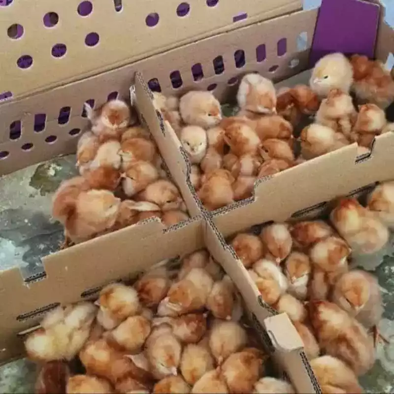 DOC Ayam Petelur