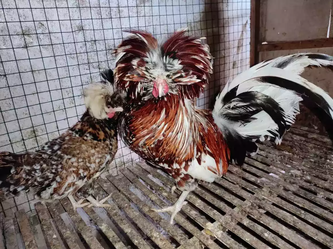 Ayam Poland
