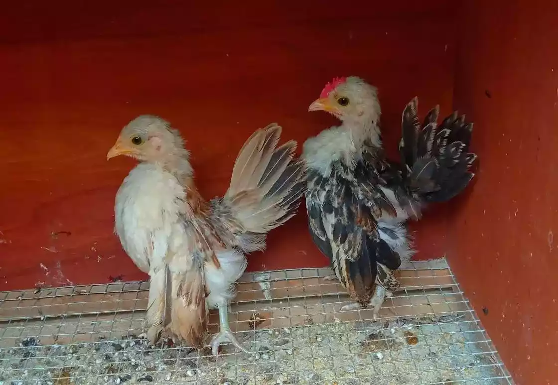 Ayam Serama