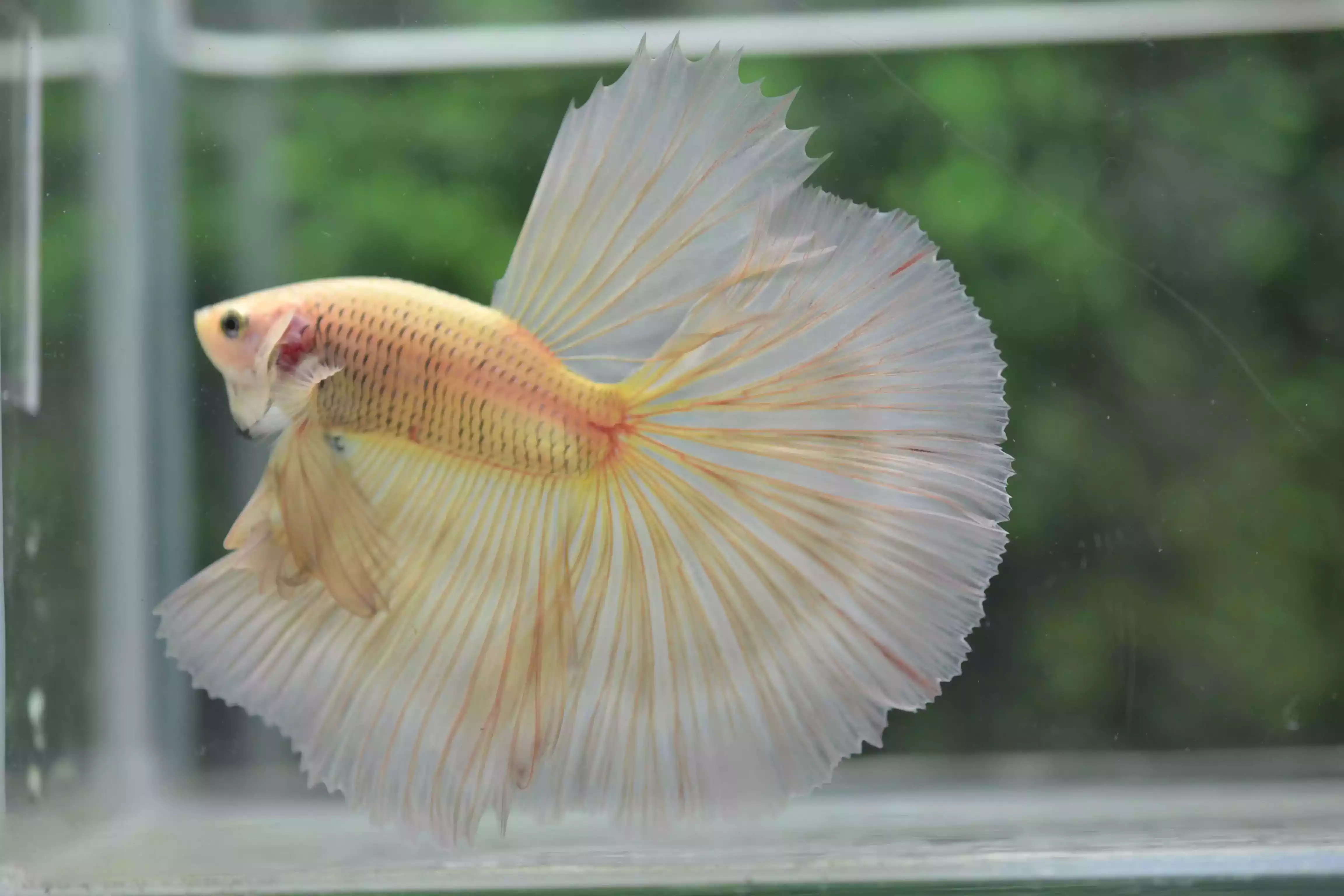 Ikan Cupang Halfmoon Potato