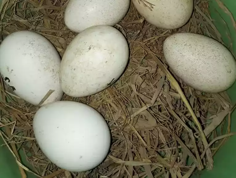 Telur Ayam Onagadori
