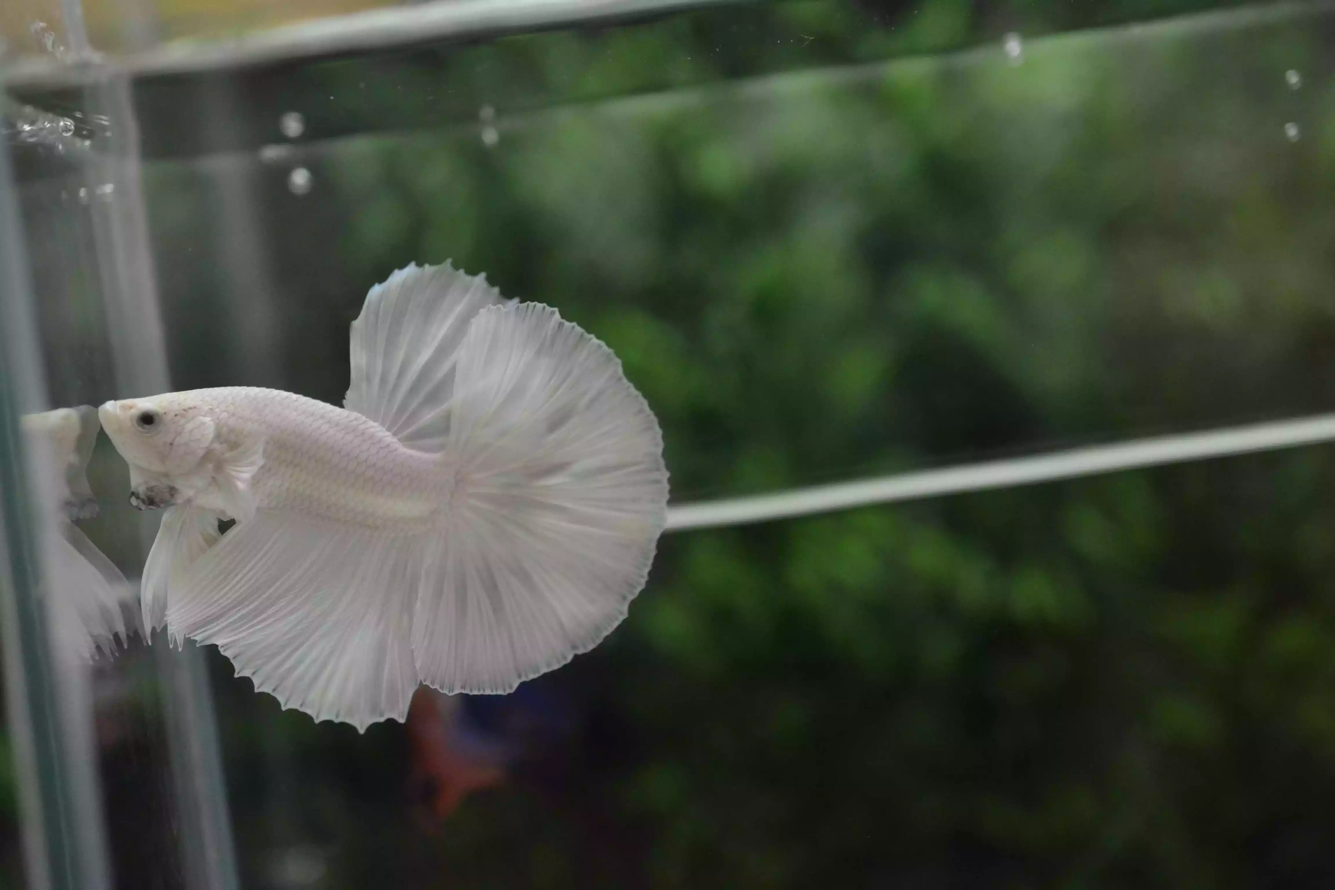 Ikan Cupang Halfmoon White