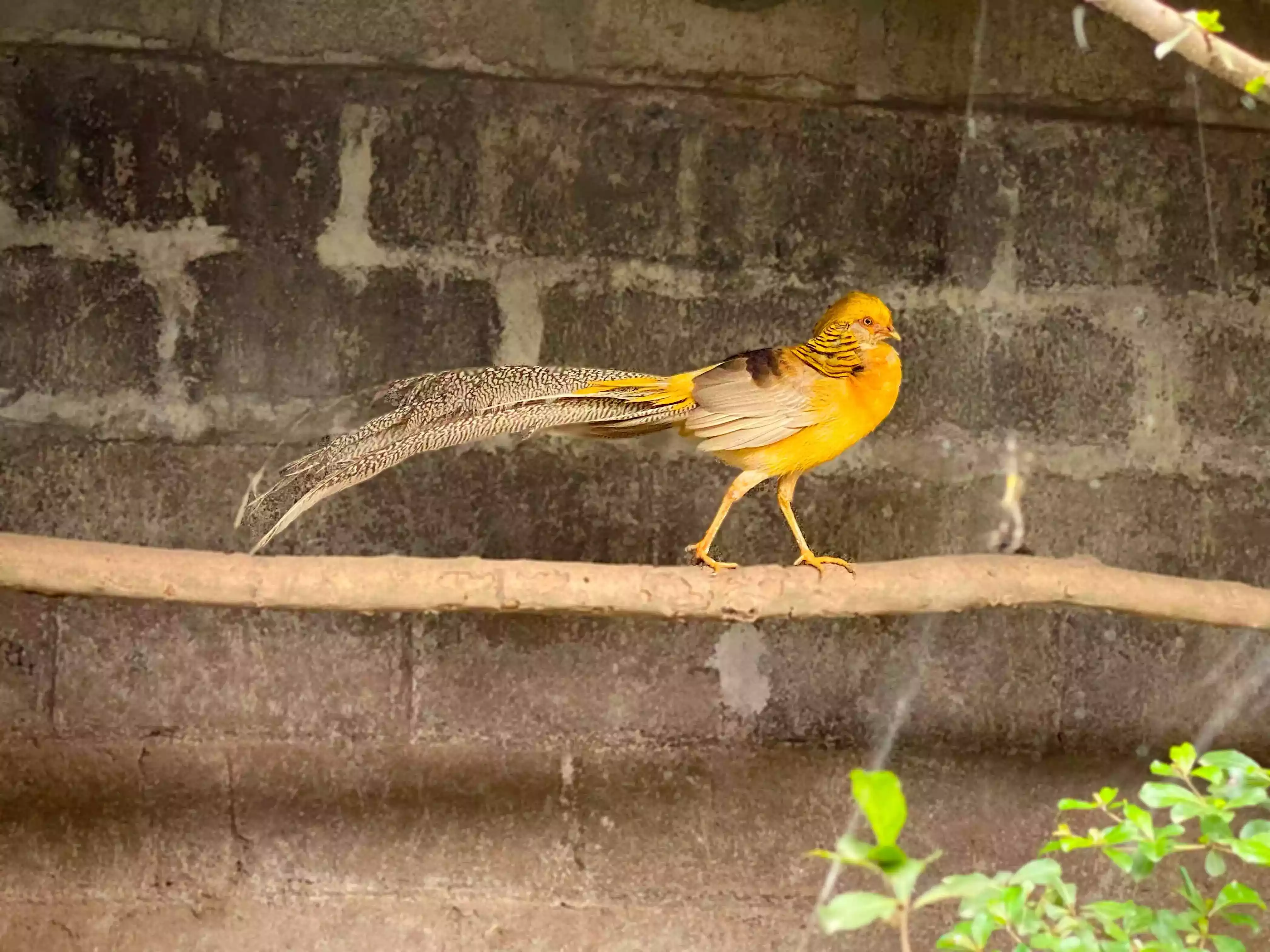 Ayam Yellow Pheasant