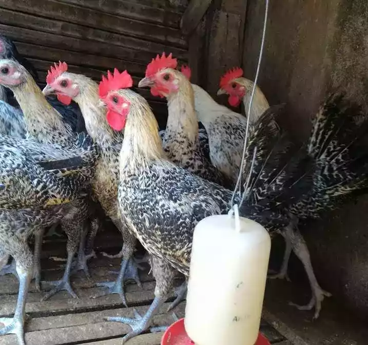 Pullet Ayam Arab
