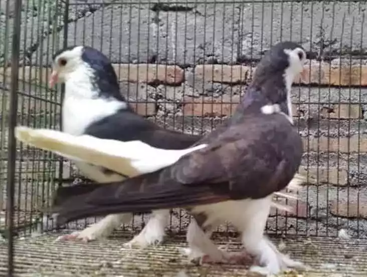 Burung Merpati Lahore