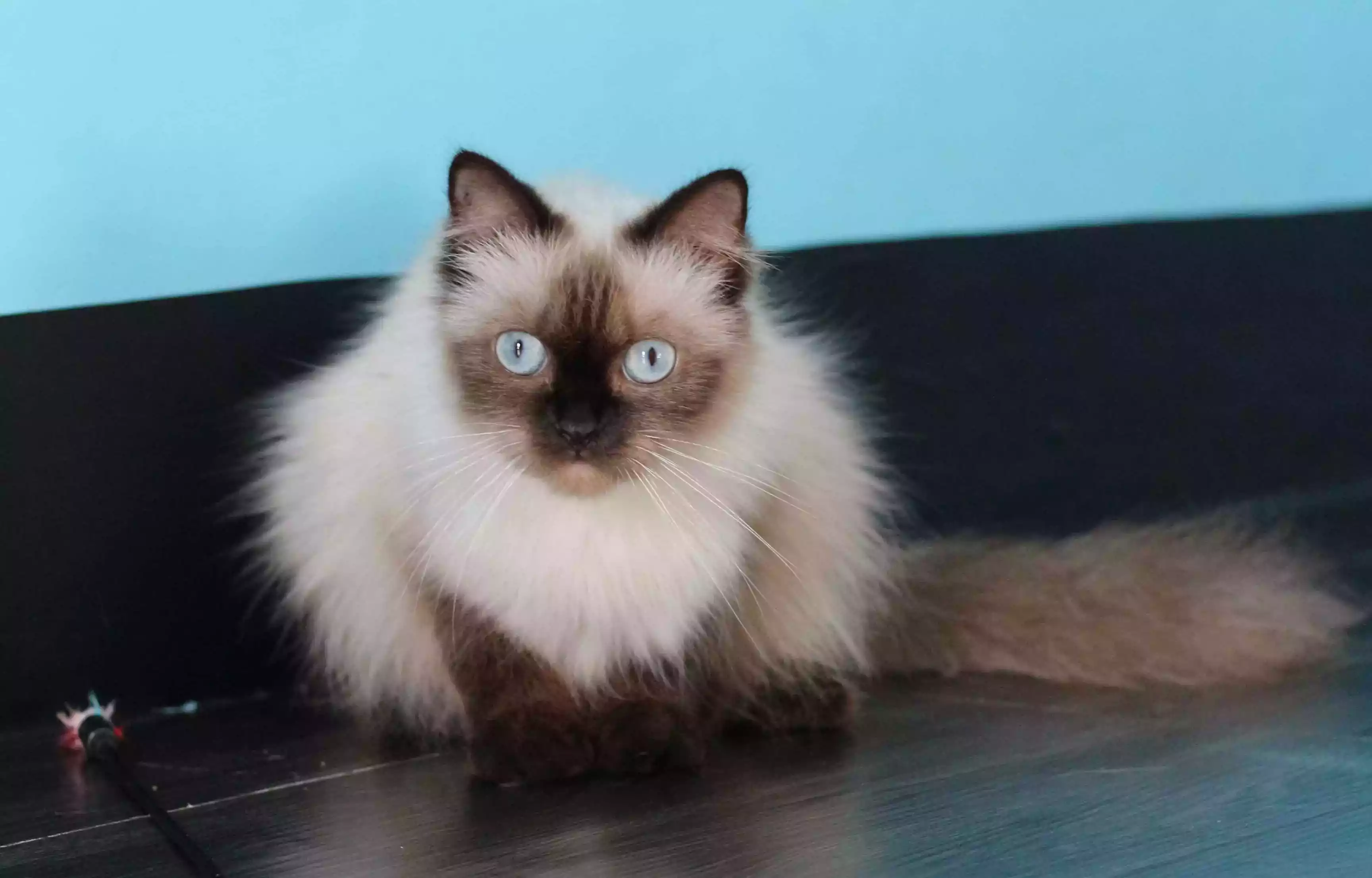 Kucing Himalaya