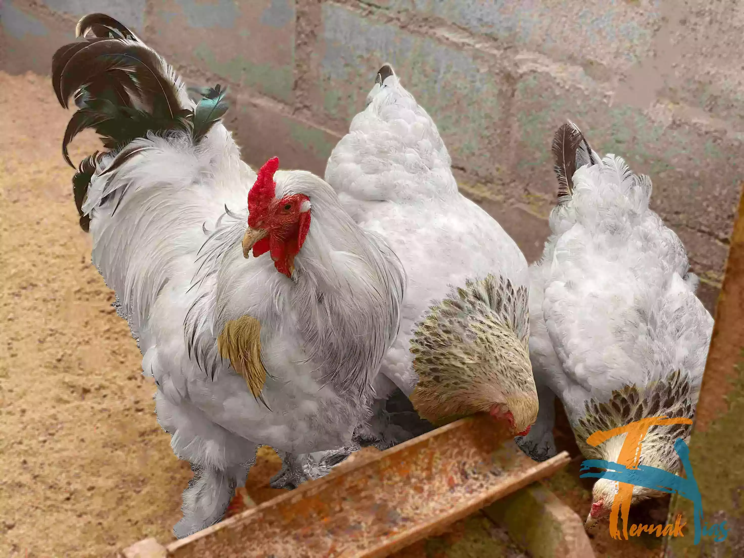 Ayam Brahma
