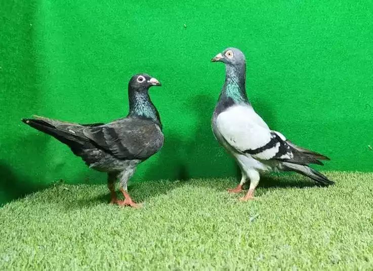 Burung Merpati Wina