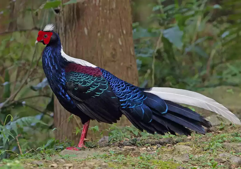 Swinhoes Pheasant