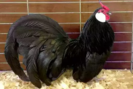 Ayam Rosecomb