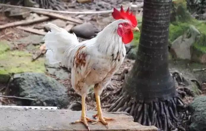Ayam Ketawa