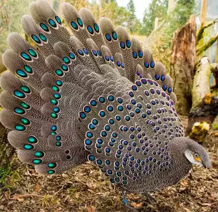 Grey Peacock Pheasant