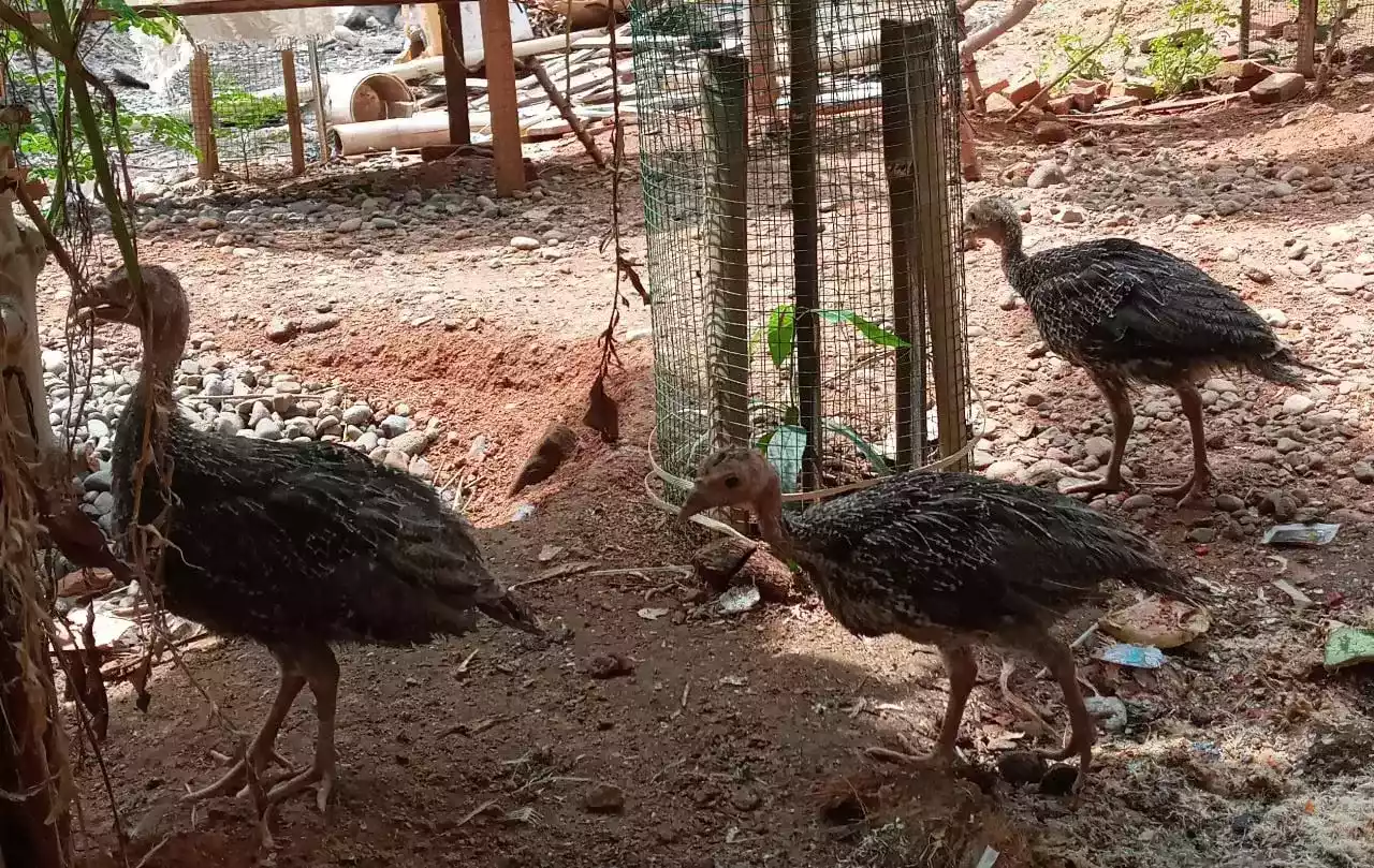 Burung Unta