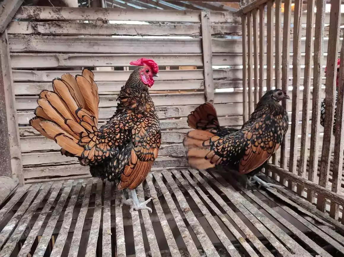Ayam Sebright (Batik Kanada)