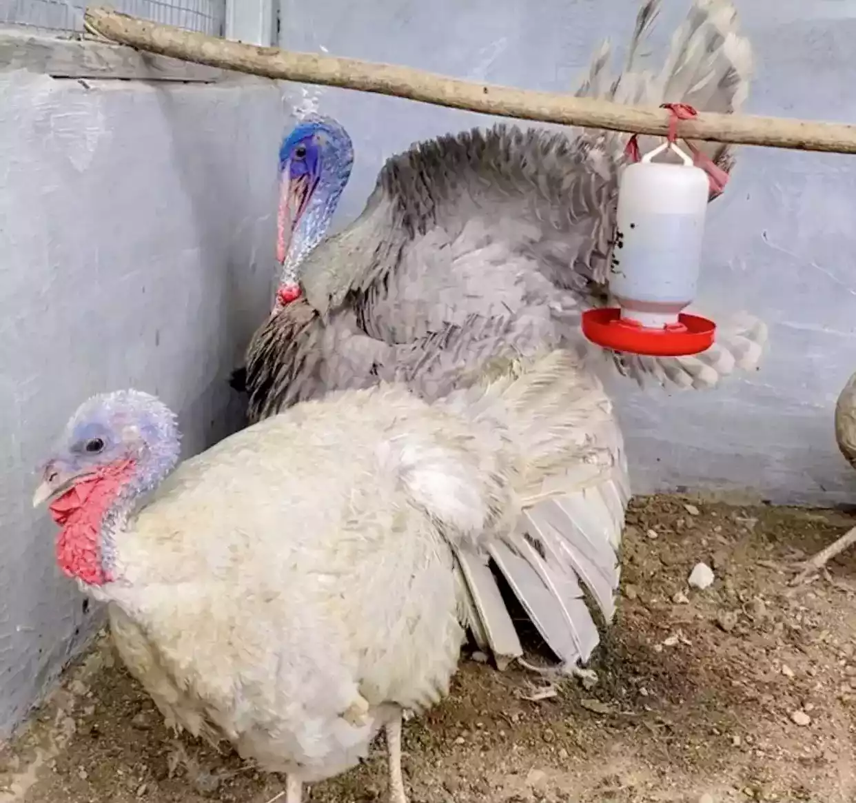 Ayam Kalkun (Turkey)