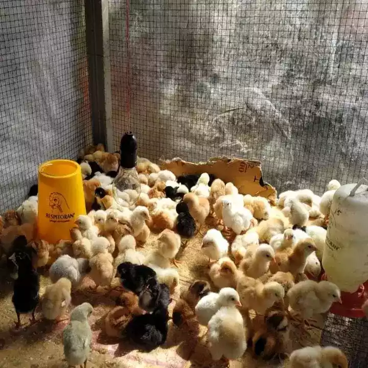 DOC Ayam Kampung Super