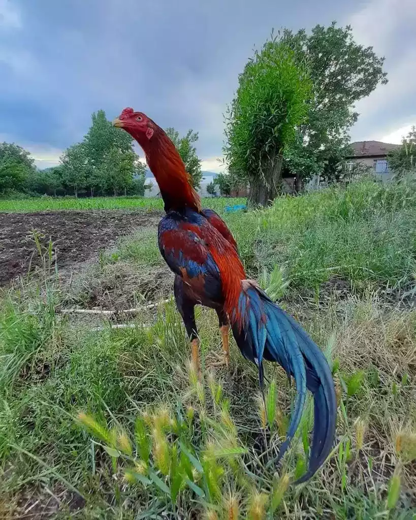 Ayam Bangkok