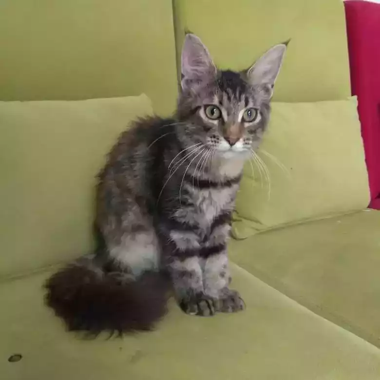 Kucing Maine Coon