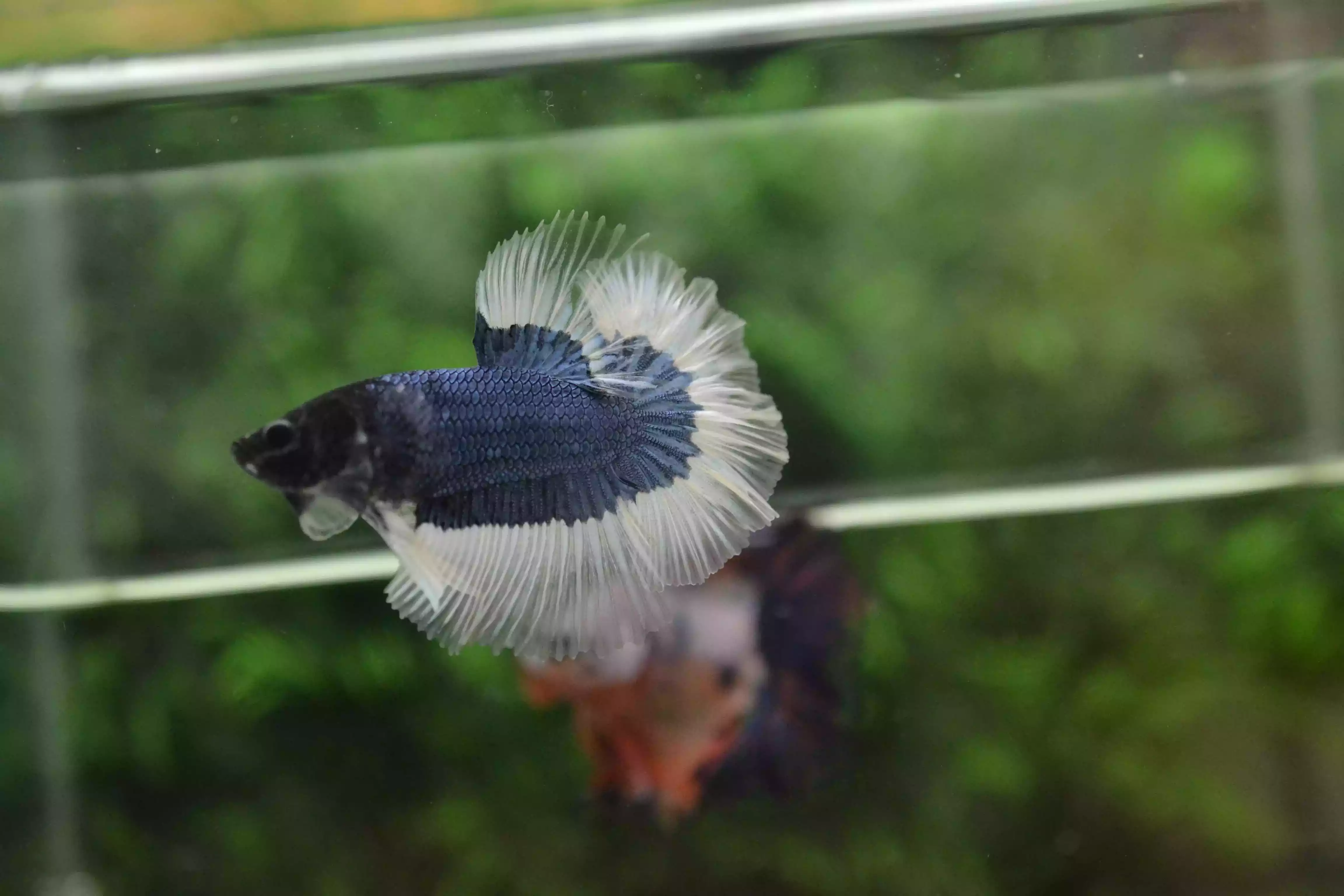Ikan Cupang Halfmoon Combi