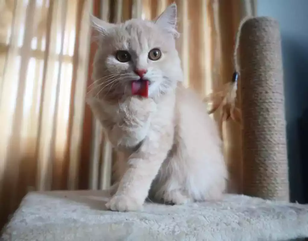 Kucing Persia