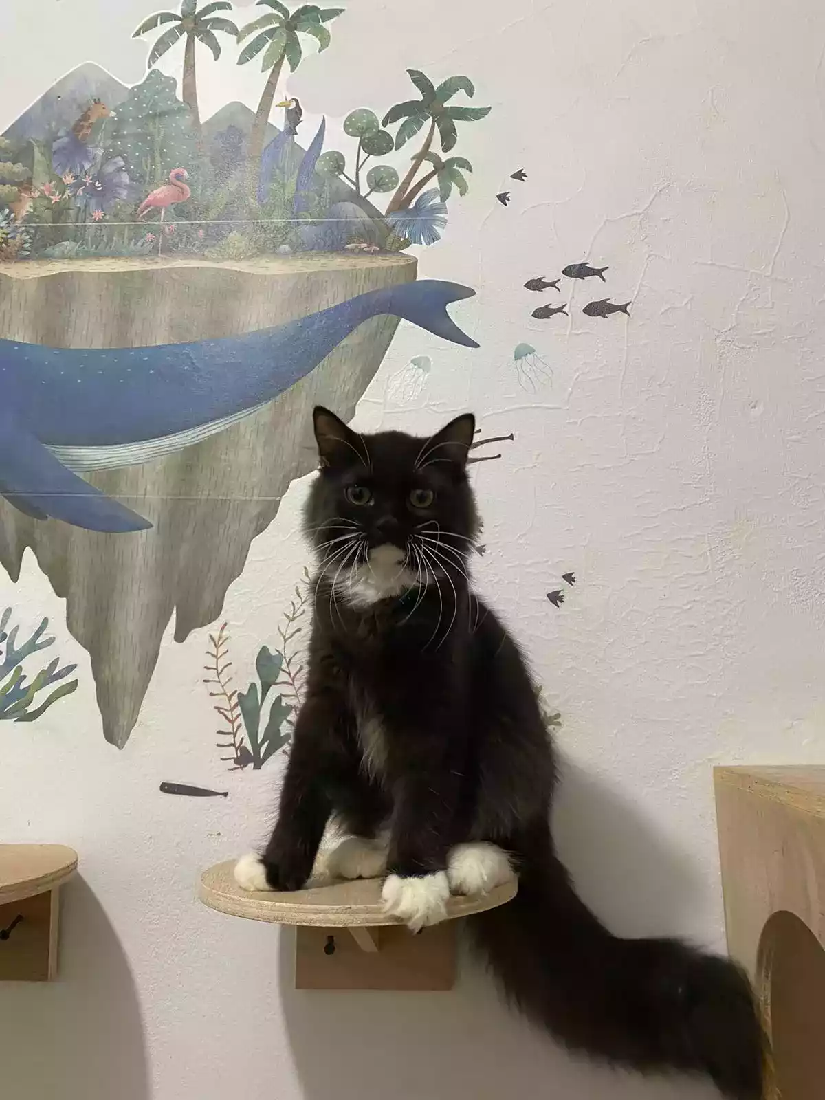 Kucing Persia Hitam Putih Jantan Bulu Lebat Aktif